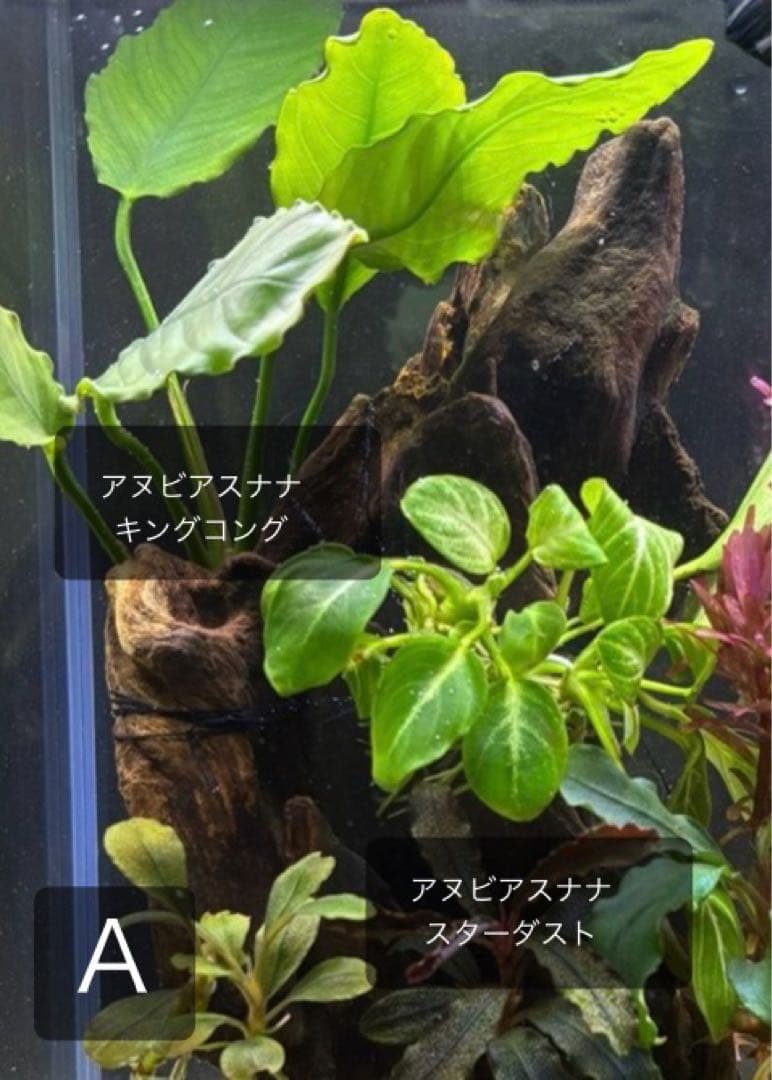 水草茂「coni様オーダー用」