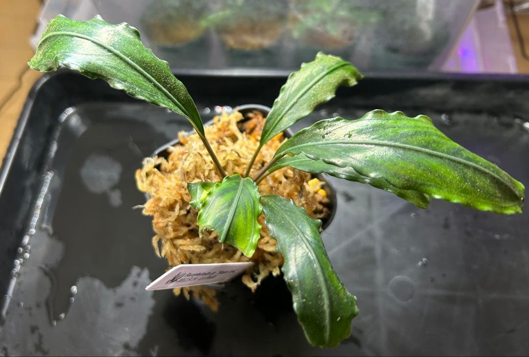 Bucephalandra sp.\"Sungai Ayak\" LA便