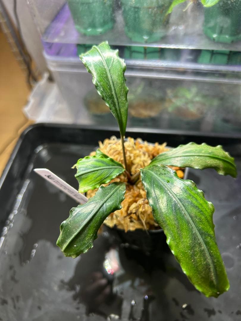 Bucephalandra sp.\"Sungai Ayak\" LA便