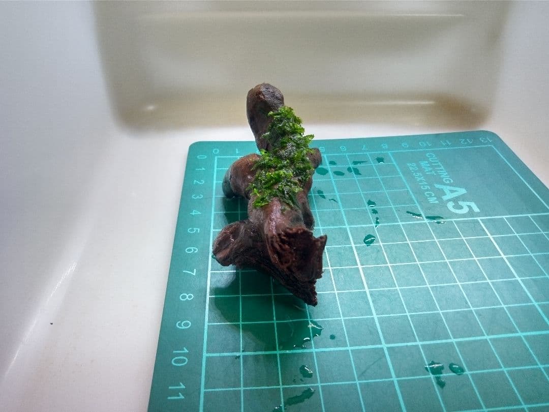 南米ウィローモス　水草付き流木　<2459>　アクアリウム　レイアウト