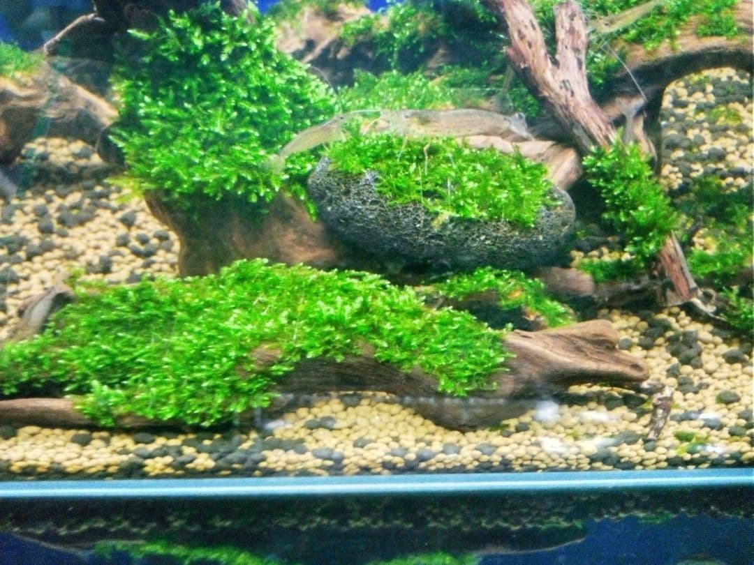 南米ウィローモス　水草付き流木　<2459>　アクアリウム　レイアウト