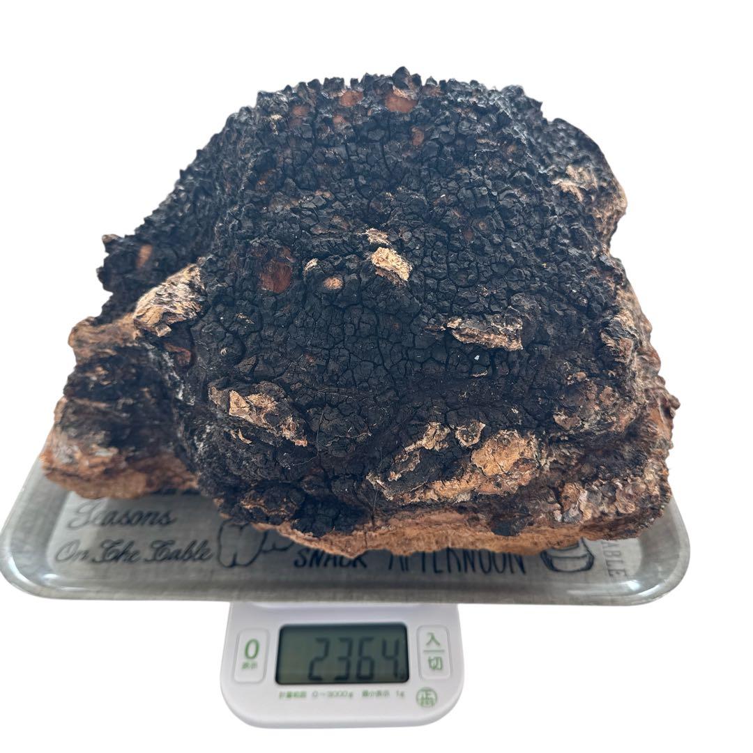 北海道産 カバノアナタケ 8.5kg