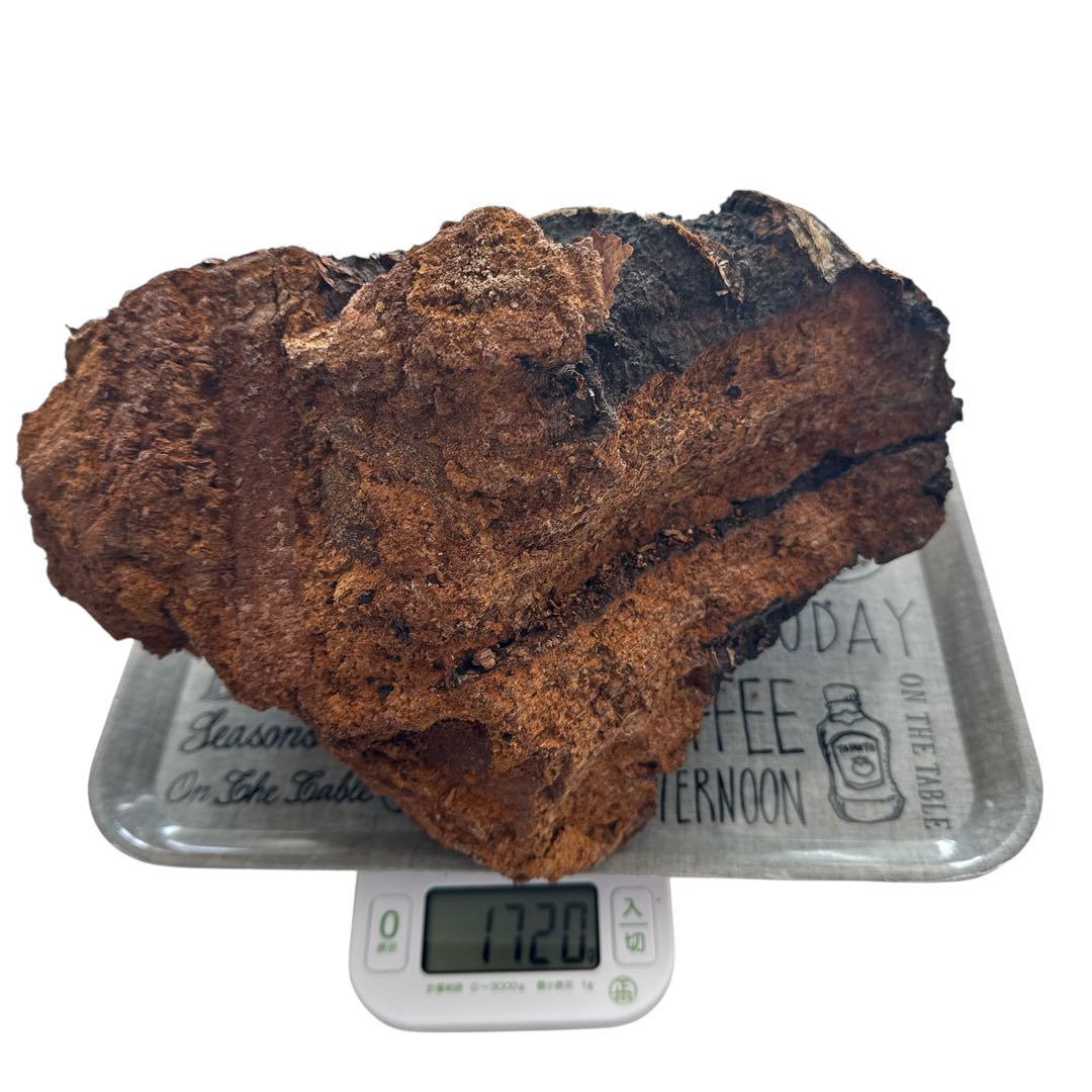 北海道産 カバノアナタケ 8.5kg