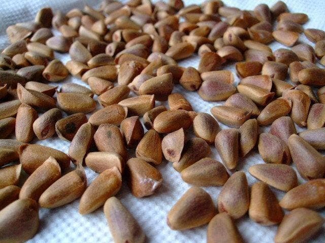 【リス オウムのおやつ】 北海道産 天然 松の実 1.0kg 手作業・こだわり