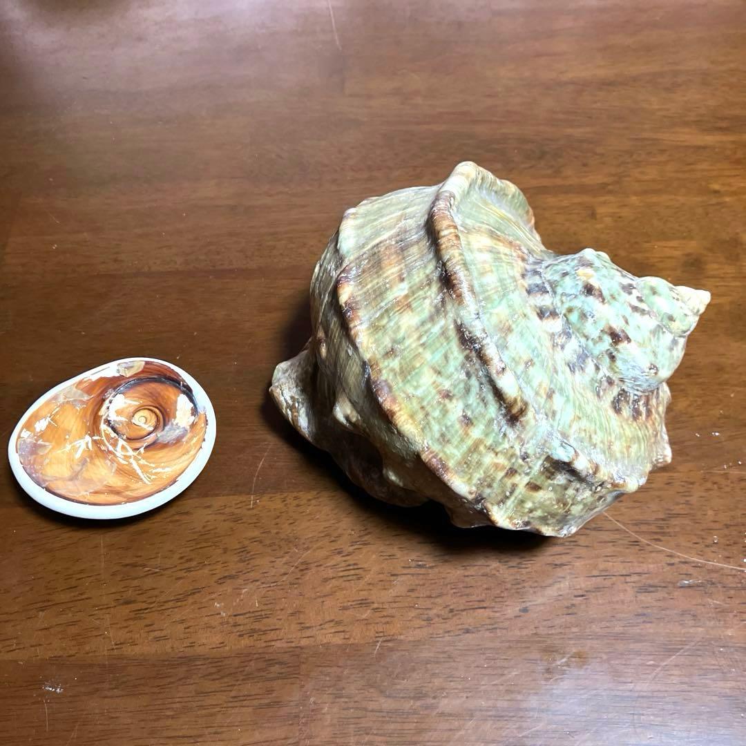 夜光貝　貝殻 螺旋状 緑色と茶色の模様　屋久島産