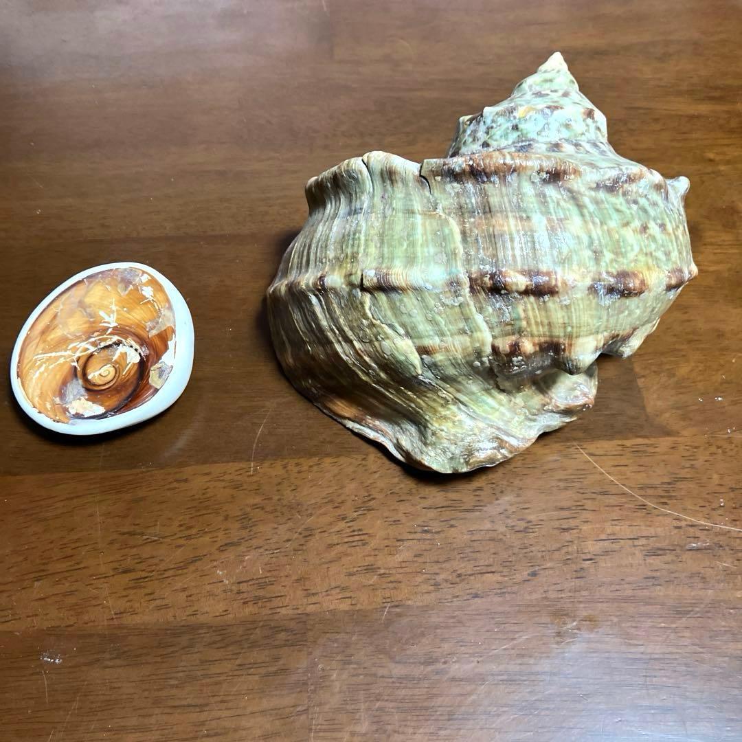 夜光貝　貝殻 螺旋状 緑色と茶色の模様　屋久島産
