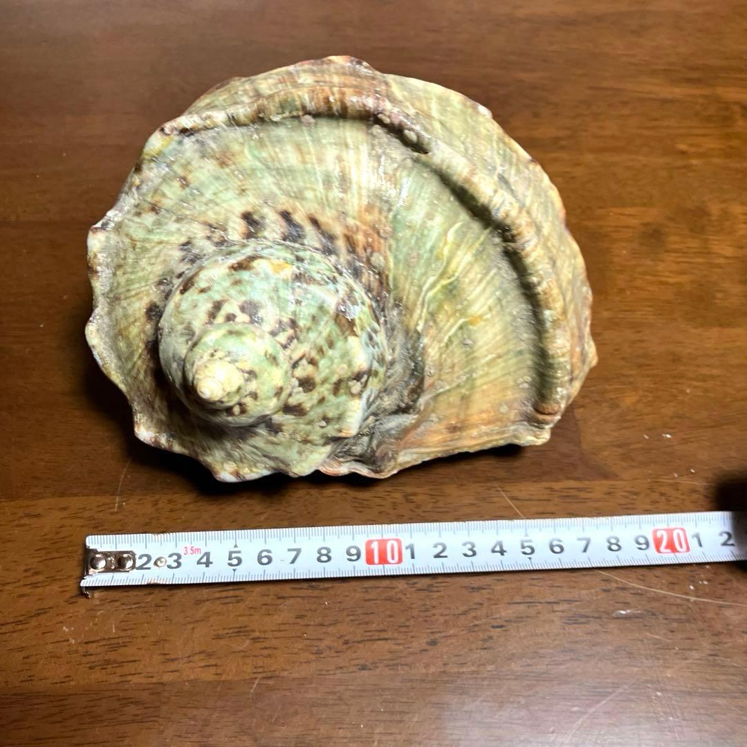 夜光貝　貝殻 螺旋状 緑色と茶色の模様　屋久島産
