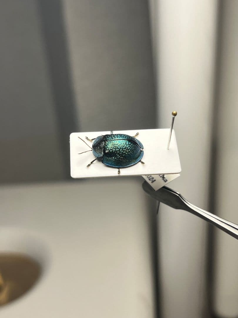 ブローチハムシ 甲虫タマムシスハンダエコガネムシオサムシカメムシカミキリ標本