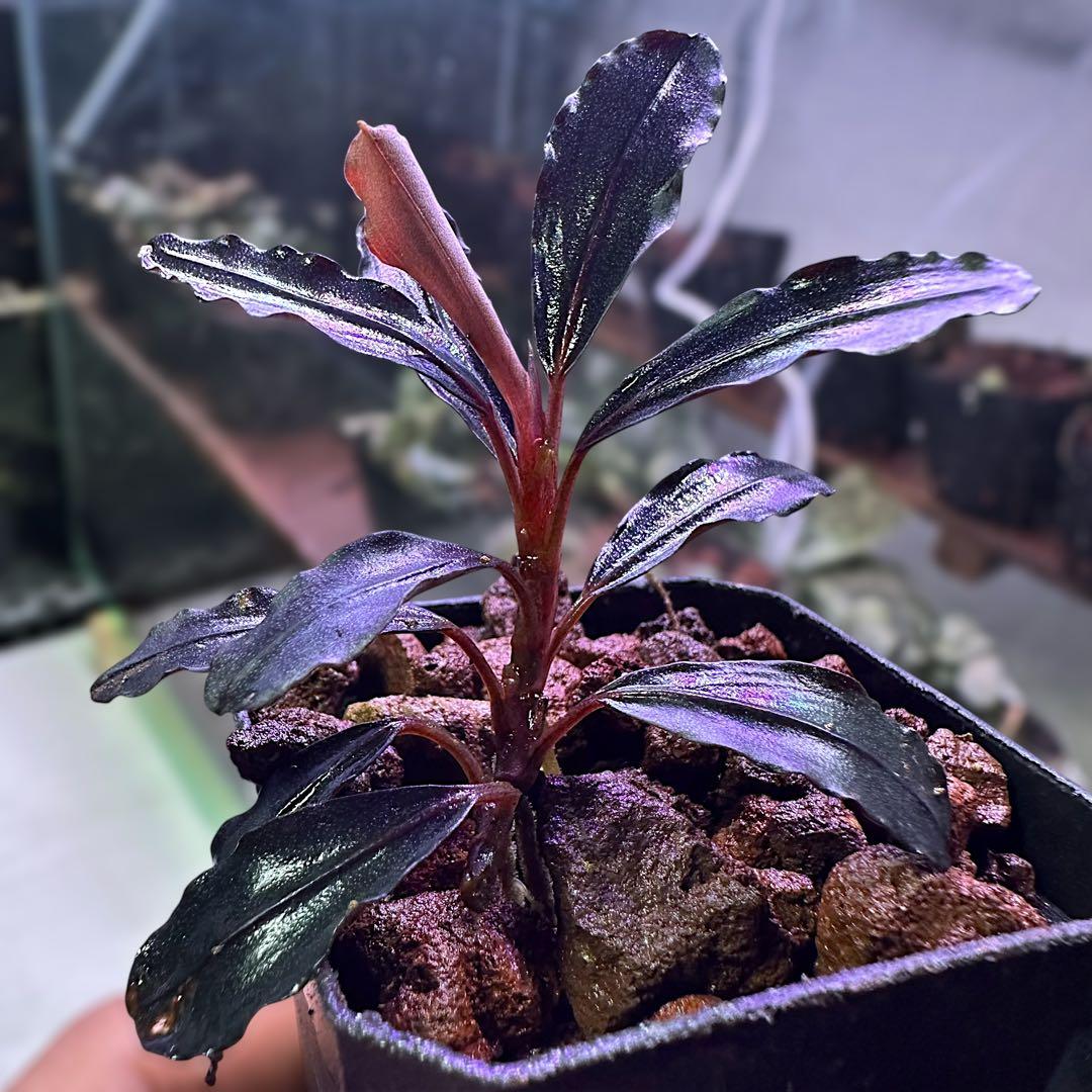 や*か様 ブセファランドラ Bucephalandra Neo 2015 水上葉