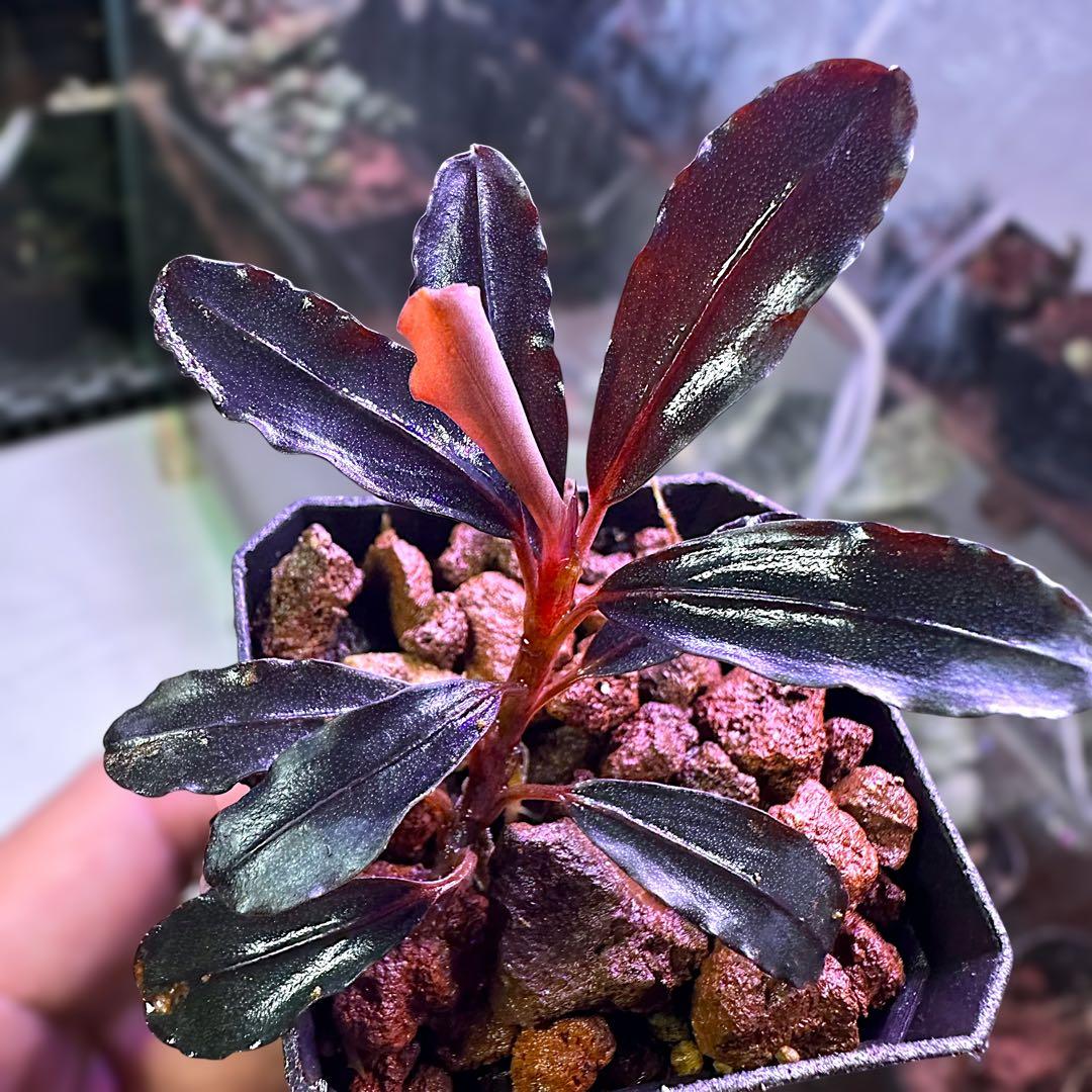 や*か様 ブセファランドラ Bucephalandra Neo 2015 水上葉
