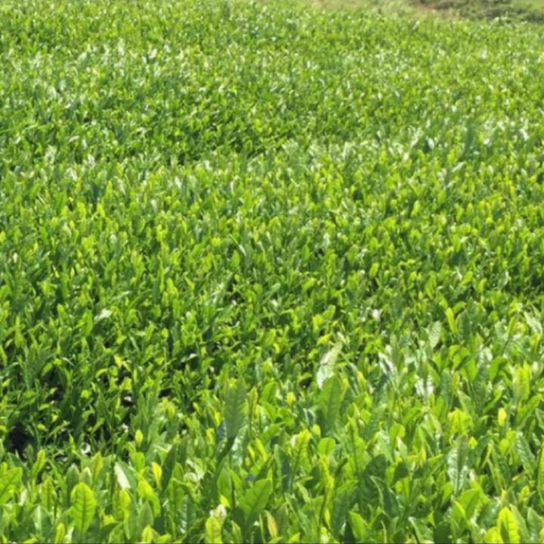 八女茶，新茶(特上煎茶)750円3袋(水出し煎茶)5袋 めめママです。