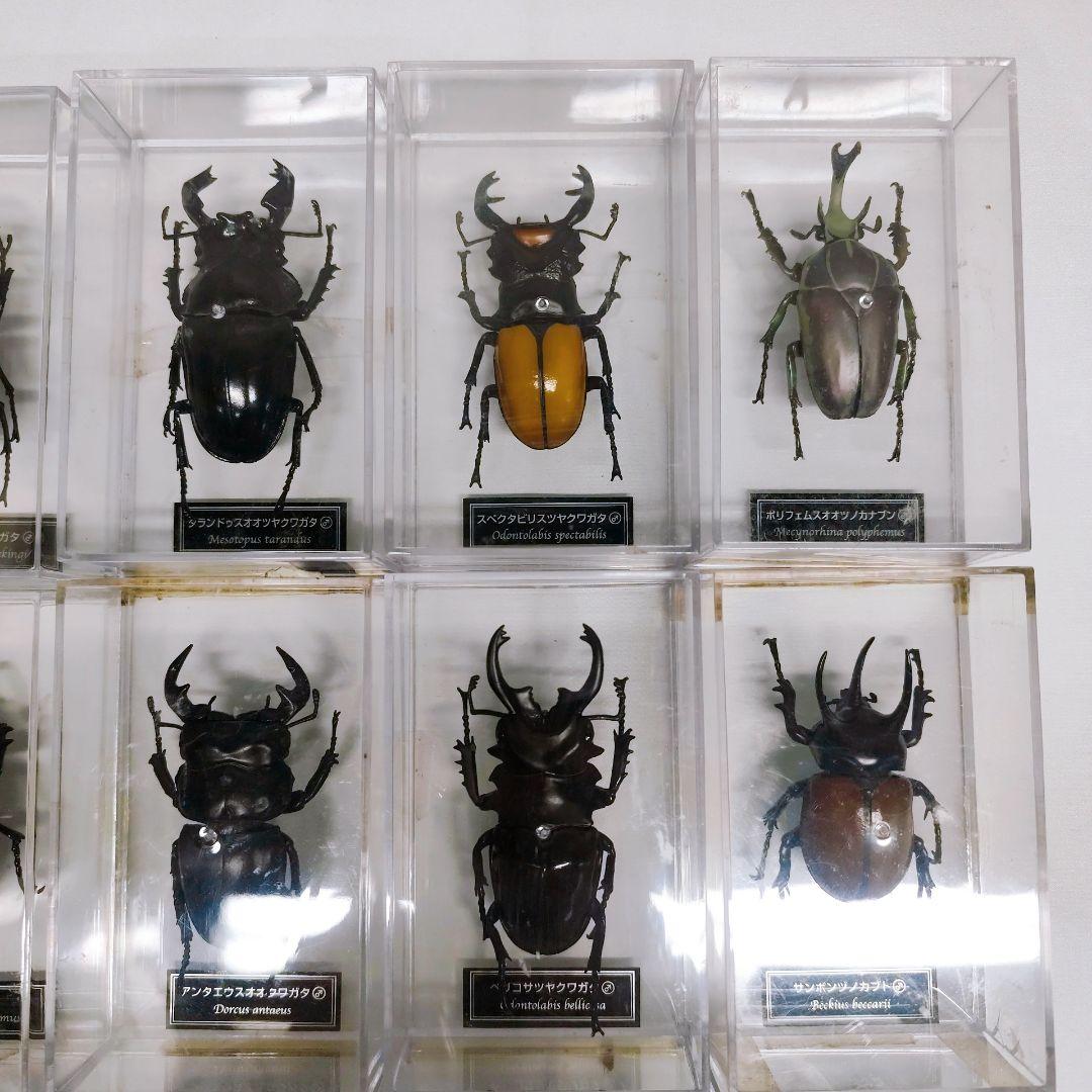 ディアゴスティーニ　世界の昆虫　フィギュア49点まとめ売り