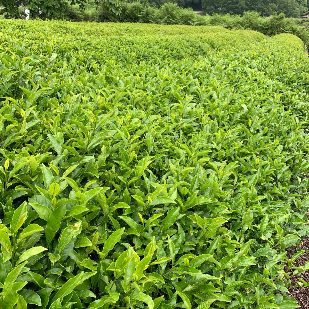 八女茶，(特上煎茶)1000円8袋(ほうじ茶)4袋 ようこりん