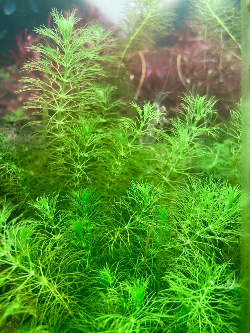 【GROWOW】水中葉2種セット