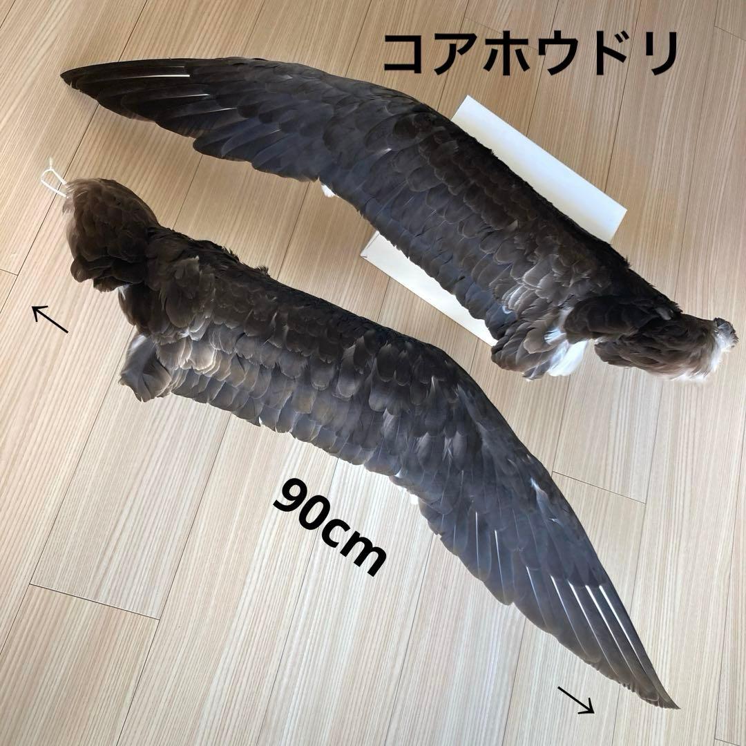 鳥の標本
