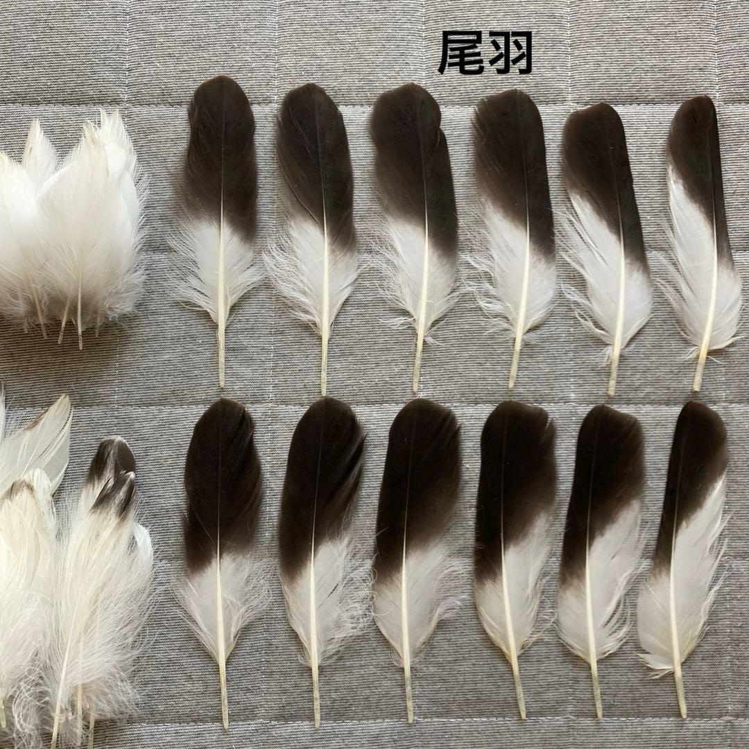 鳥の標本