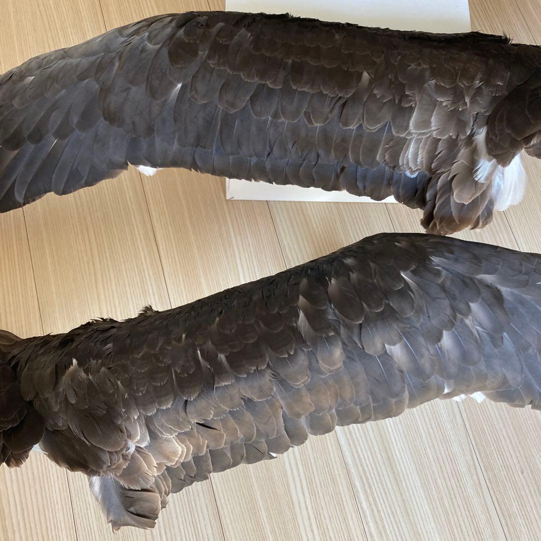 鳥の標本