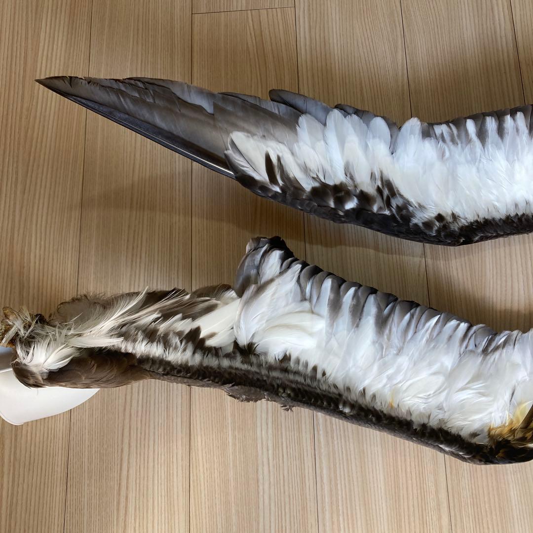 鳥の標本