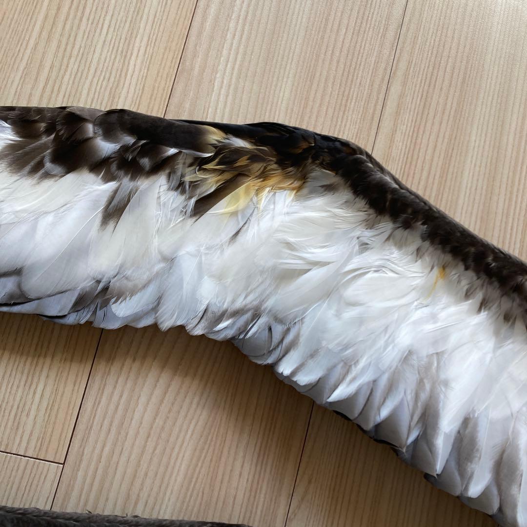 鳥の標本