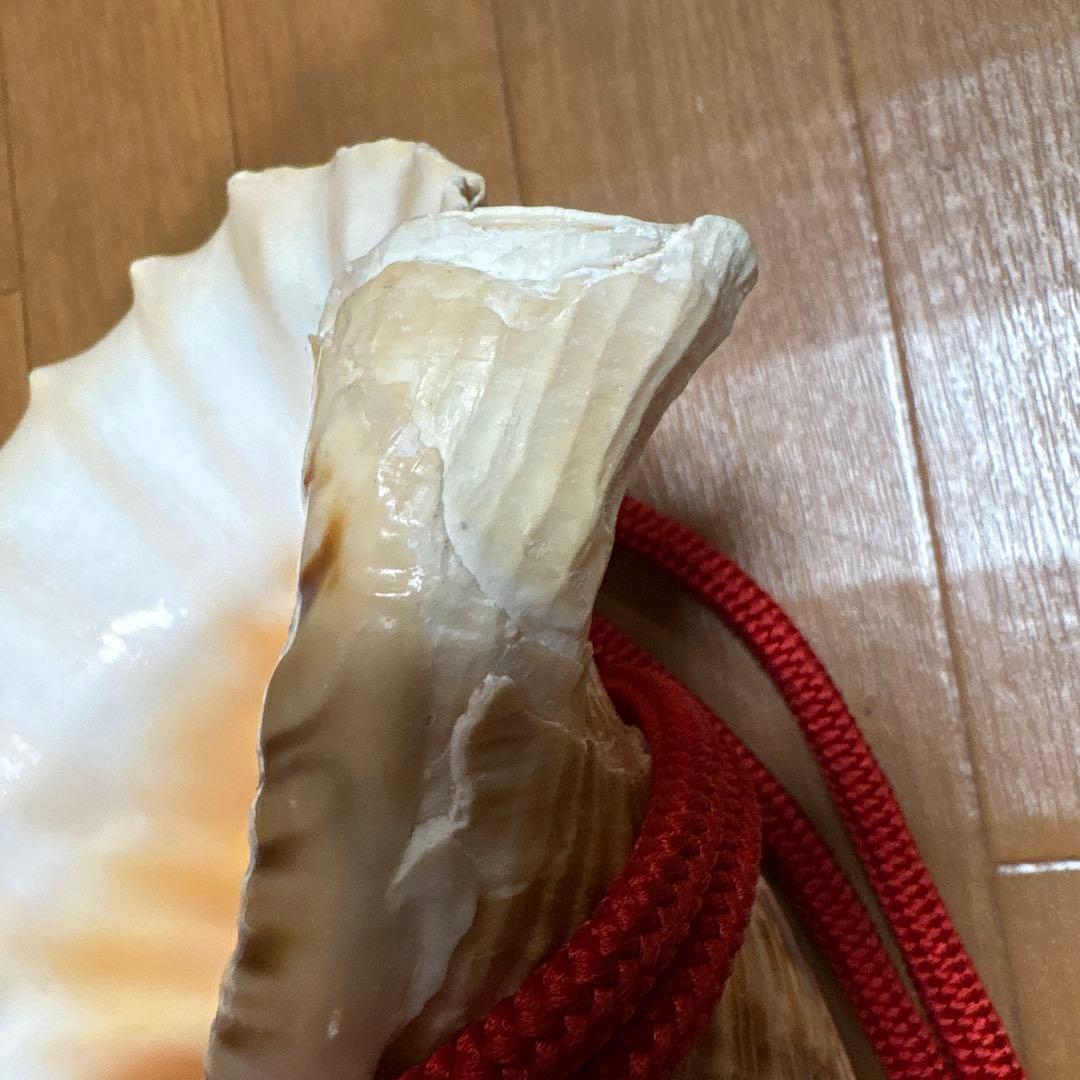 法螺貝38センチ紐付き