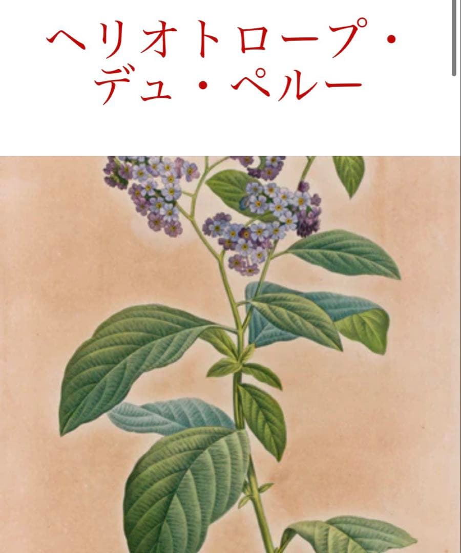 Eau Triple Héliotrope du Pérou 香水