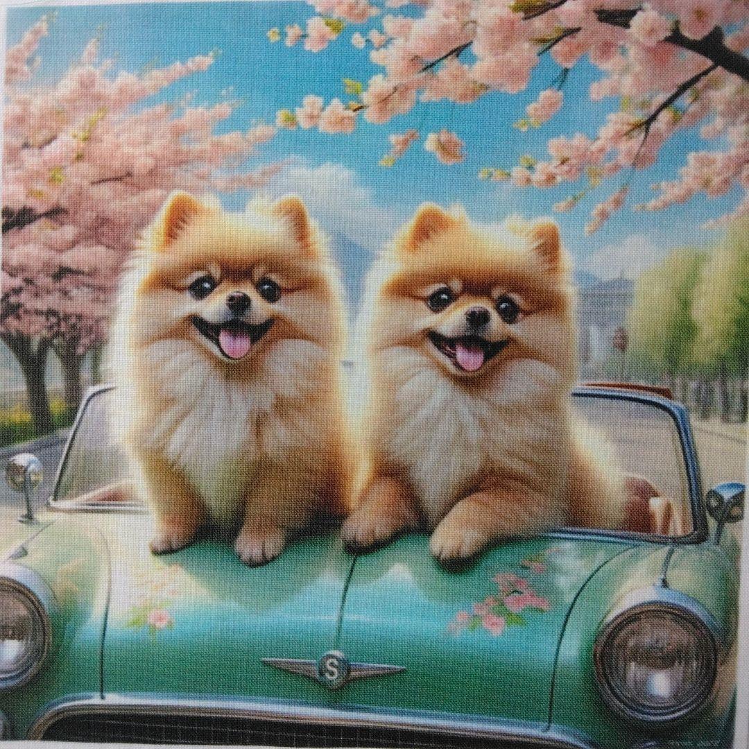 ☆受付☆ポメと柴犬