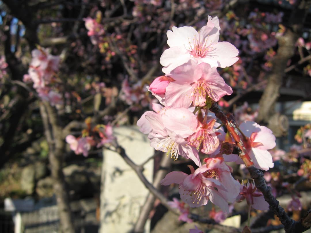 実写美⭕️【動作確認済】Canon IXY DIGITAL 600　PC1114