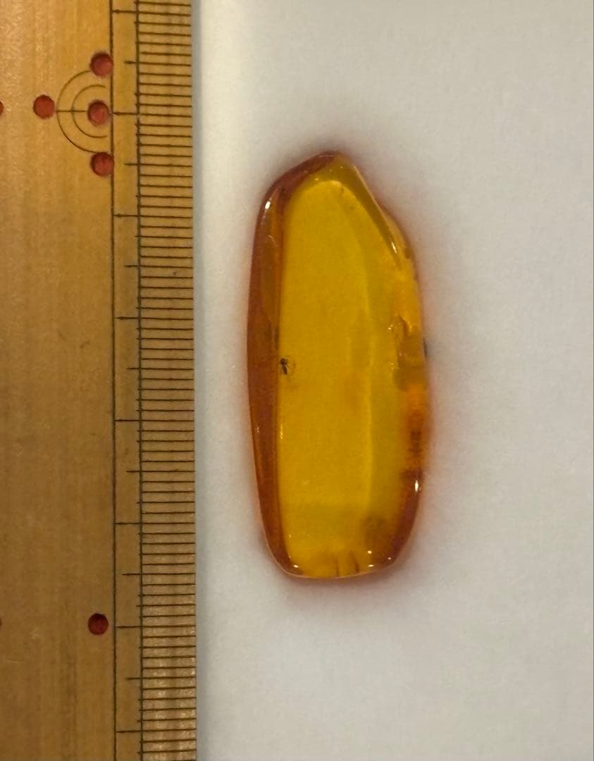 東京サイエンス　バルティックアンバー 昆虫入り琥珀　ケース付き　約45mm