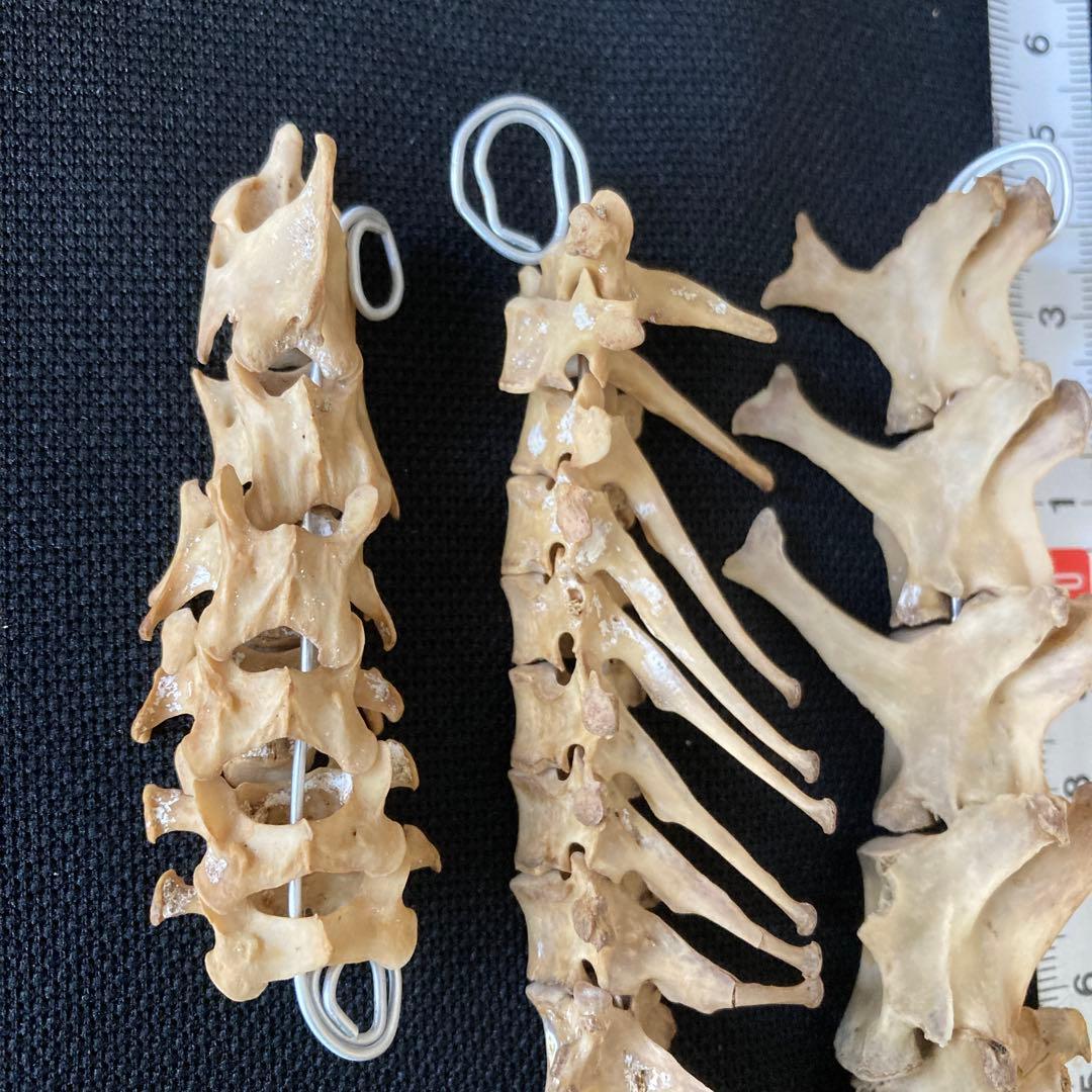 ノウサギの骨　頭骨他