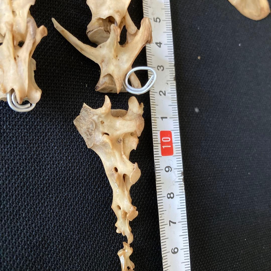 ノウサギの骨　頭骨他