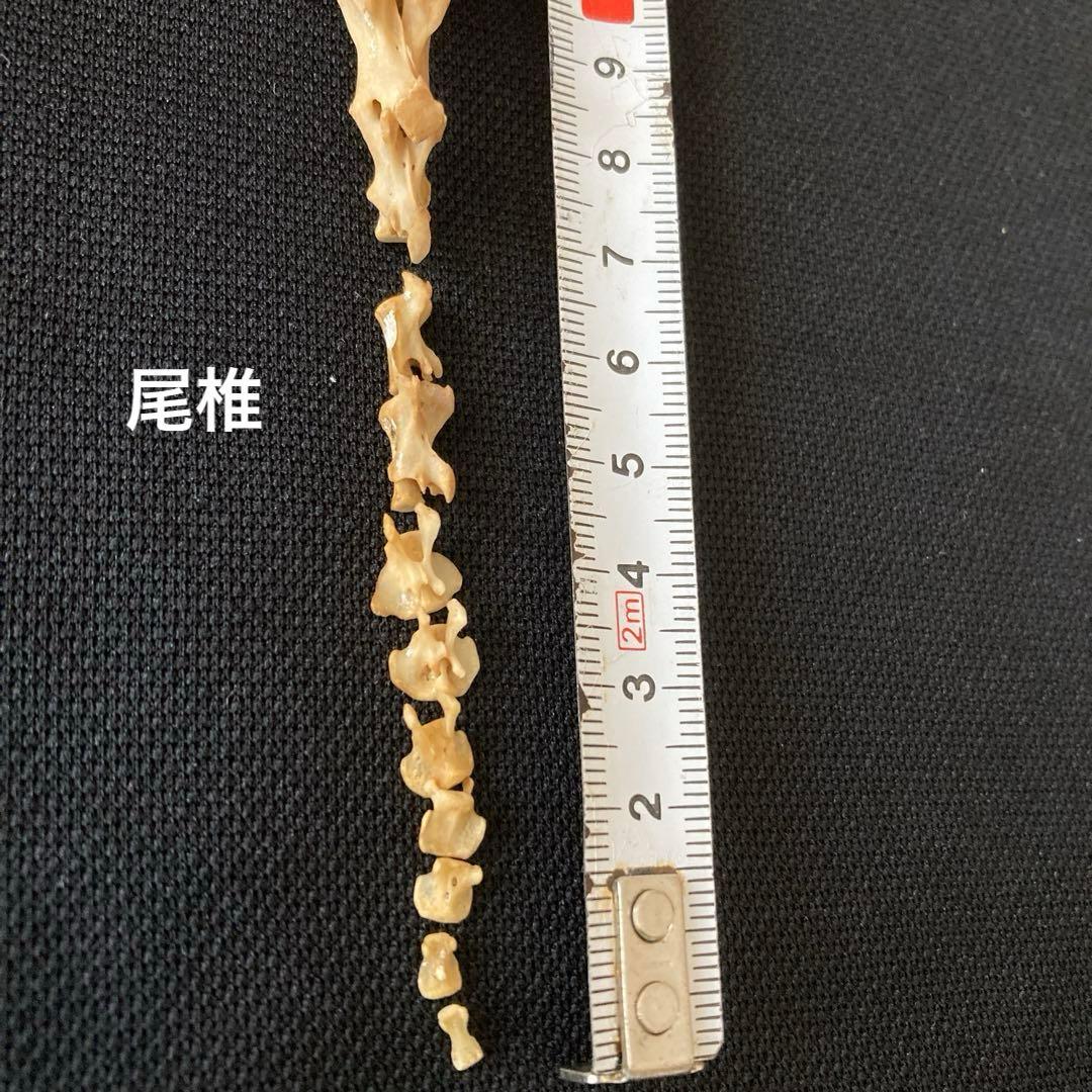 ノウサギの骨　頭骨他
