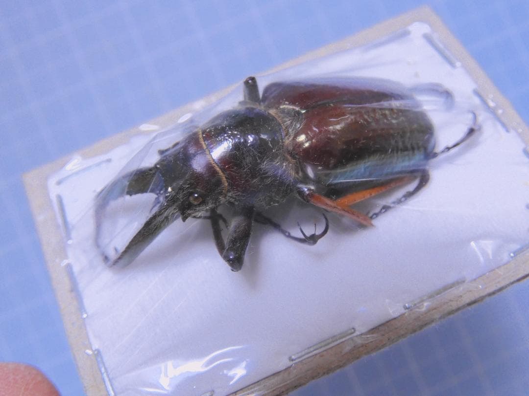 ベネズエラ産　ノビリスシワバネクワガタ　40mm