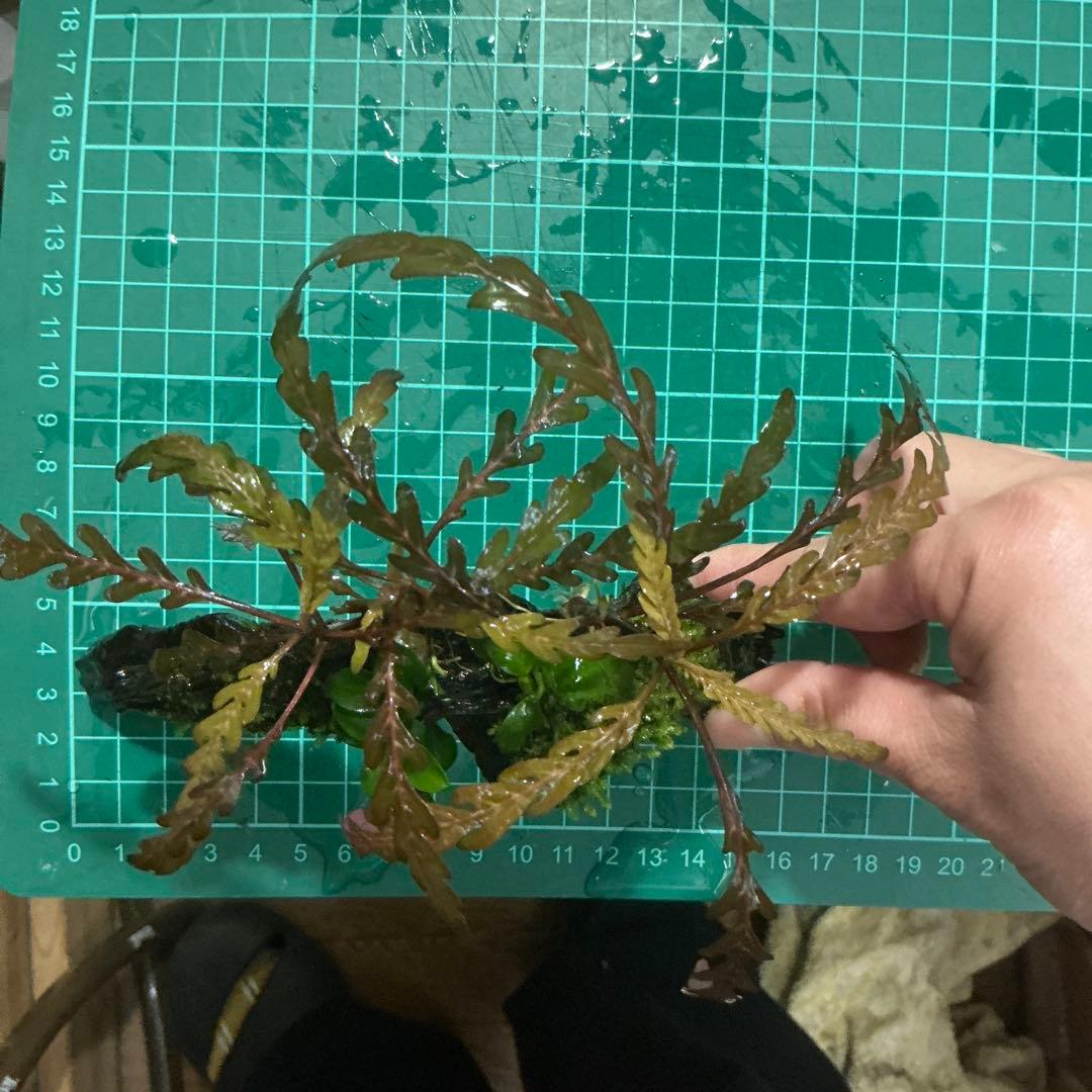 【第四種郵便】ジャイアント南米モス活着2種水草付き流木　19cmと18cm