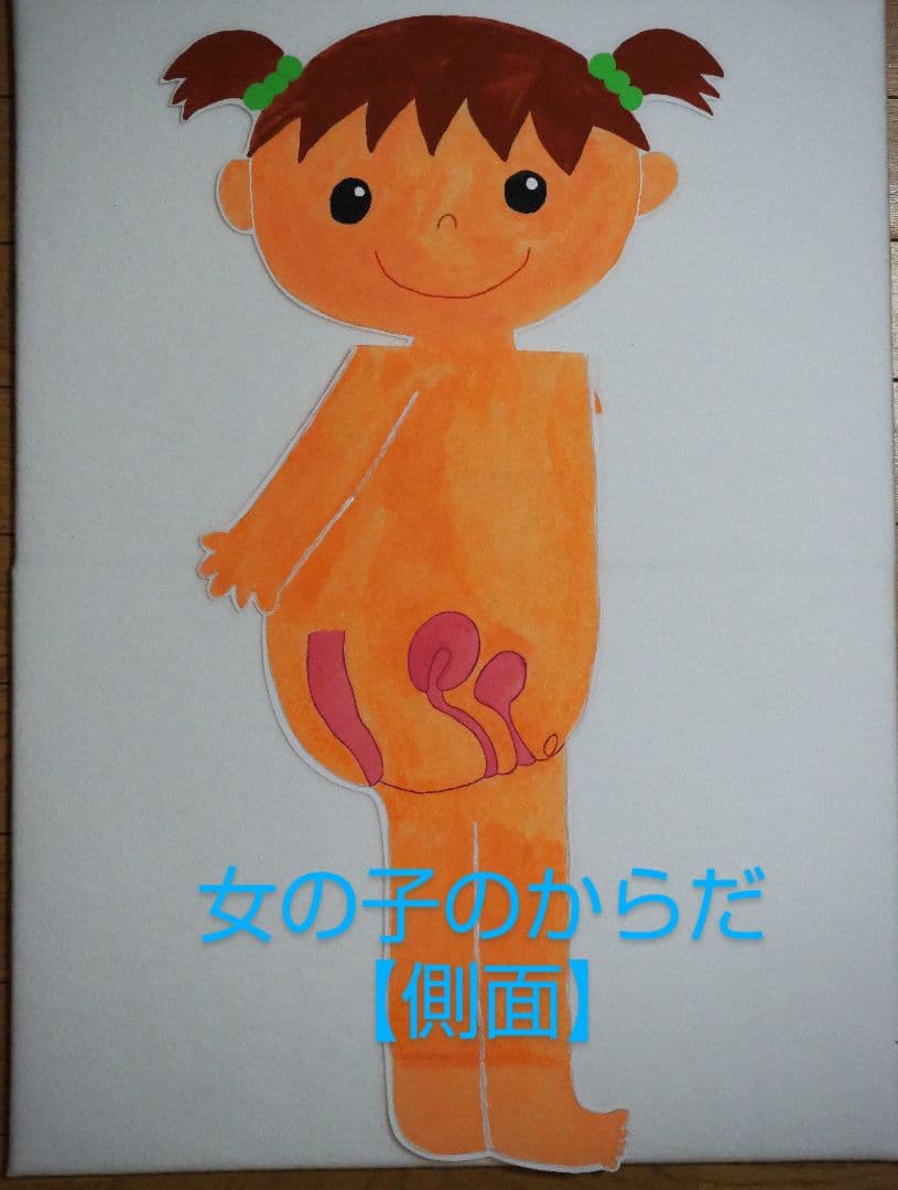 性教育 教材 男の子のからだ・女の子のからだセット○助産師 保健指導【受注生産】